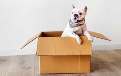 Trasloco a Monza e animali domestici: come gestire il cambio casa in tranquillità